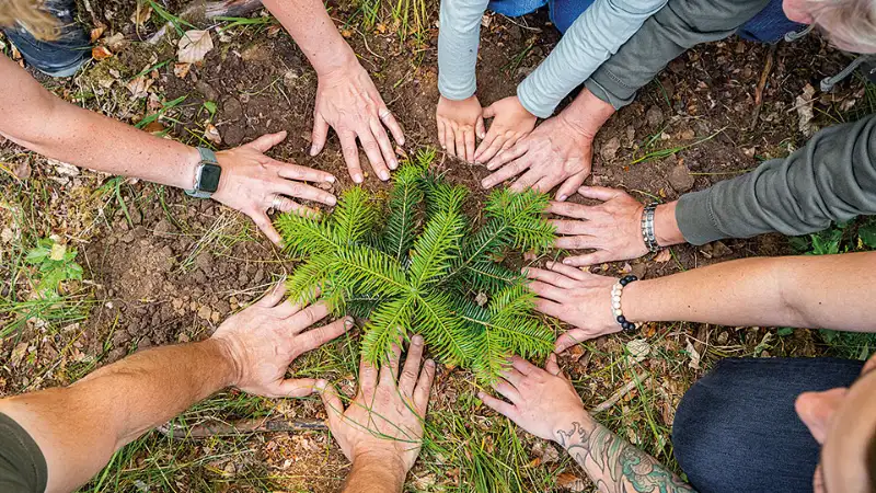 Ein frisch gepflanzter Nadelbaum, darum legen Menschen ihre Hände auf den Boden