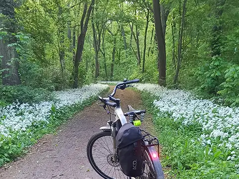 Mit dem JobRad im frühlingshaften Wald unterwegs. Mit dem JobRad im frühlingshaften Wald unterwegs.