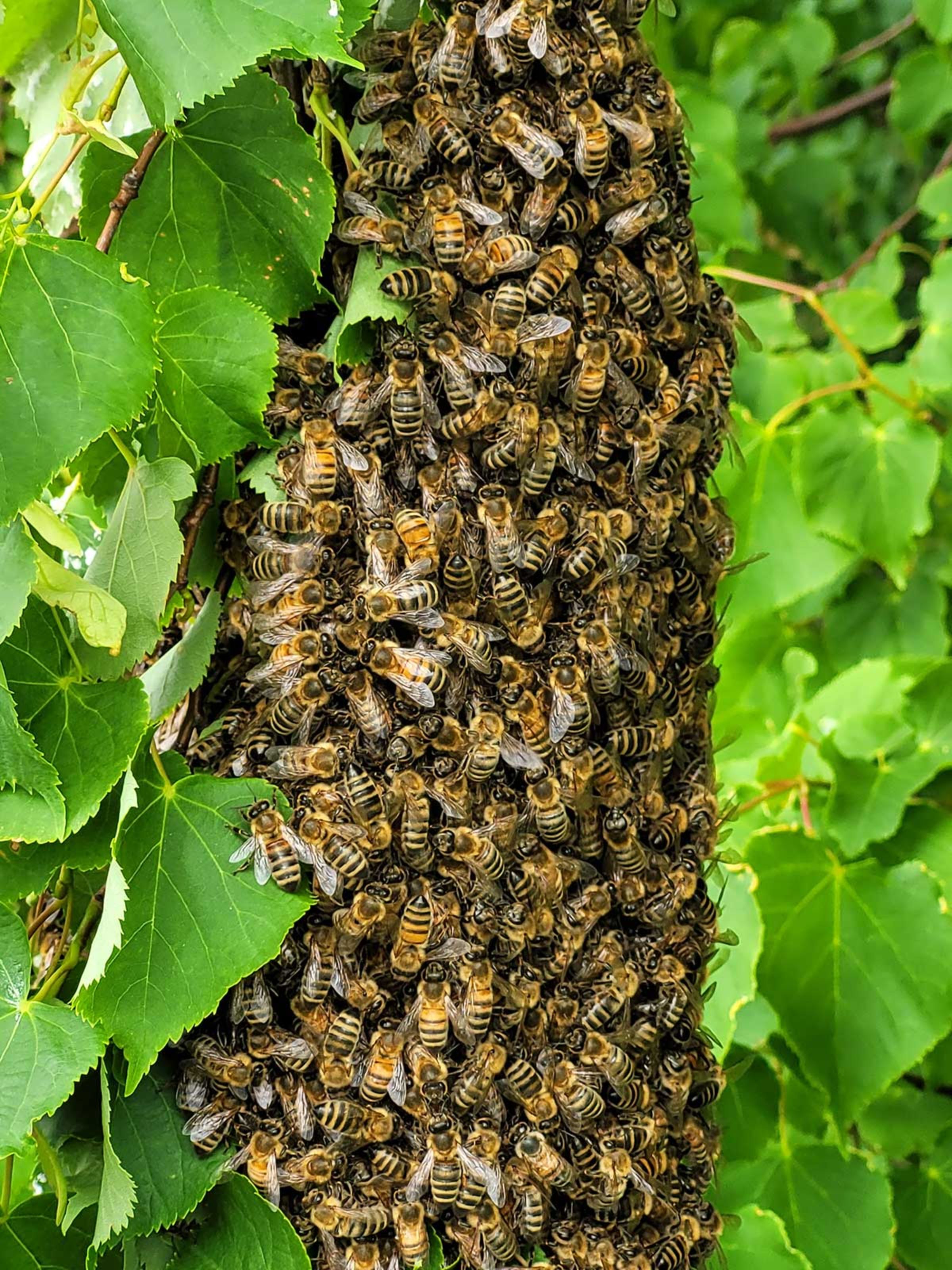 Ein ausgebüchster Schwarm Bienen, so etwas kann man nur mit dem Rad entdecken.  