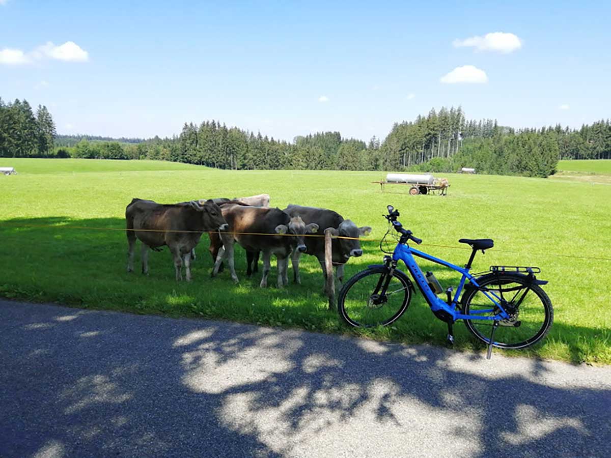 JobRad Moment von R. blaues Fahrrad lehnt am Weidezaun, dahinter interessierte Kühe